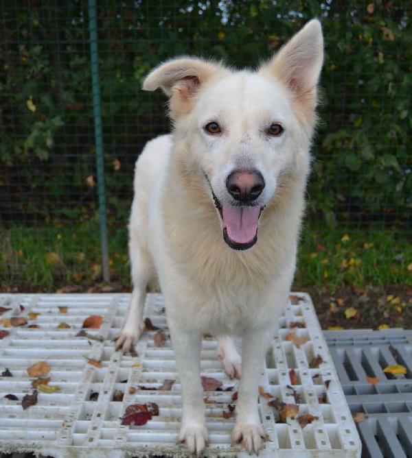 GELSOMINA, cagnolona bella e vivace (Pavia) Foto 5